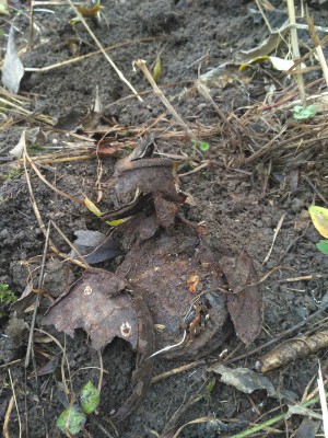 444.jpg (688.71 КБ) Просмотров: 54650 444.jpg